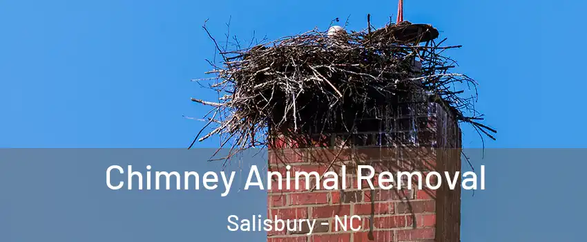 Chimney Animal Removal Salisbury - NC