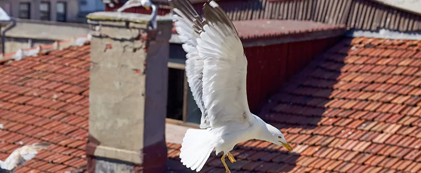 Residential Chimney Animal Removal Solution in Salisbury, NC