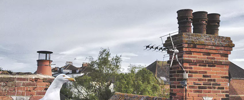 Chimney Cleaning And Restoration in Salisbury, North Carolina